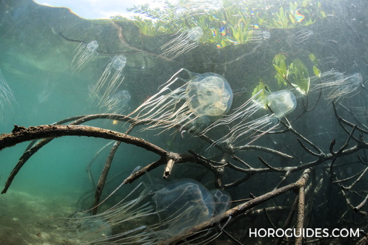 BLANCPAIN - FIFTY FATHOMS - 5029A-12B30-64A - 睽違七年！Blancpain五十噚心繫海洋計畫限量錶第四代採最新「Tech」系列設計現身